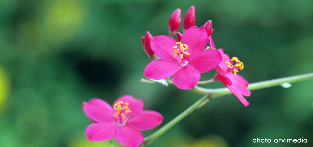 la casamance pays de fleurs muliticolores surtout à la saison des pluies