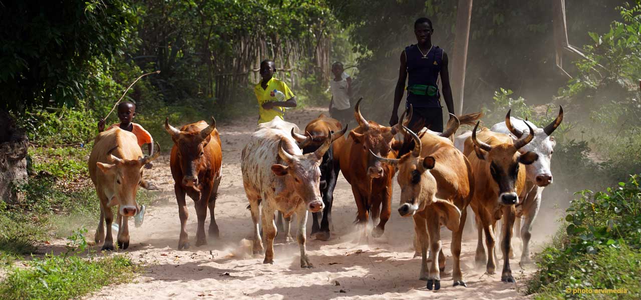 les diolas sont un peuples d'agriculteurs d'éleveurs et de pêcheur, ils vivent surtout dans la région de Casamance
